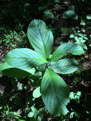 Viburnum sieboldii