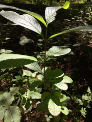 Viburnum sieboldii