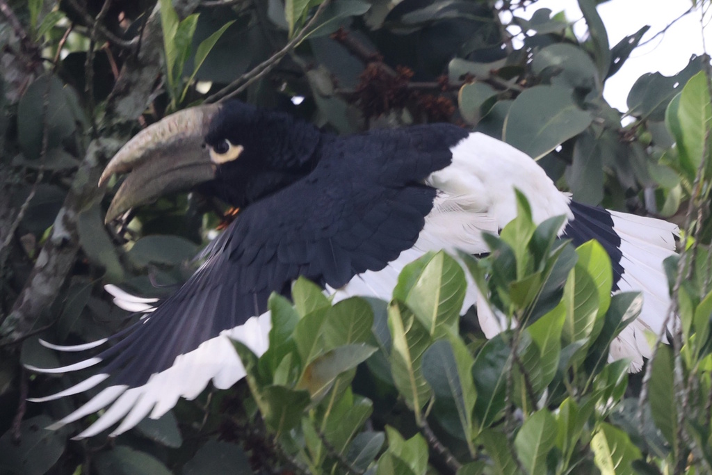 White-thighed Hornbill (Bycanistes albotibialis) photo