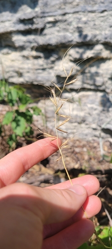 Image of Elymus svensonii by no rights reserved