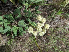 Eriogonum heracleoides