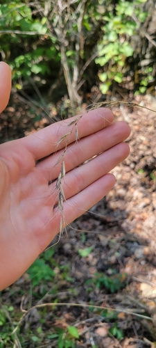 Image of Elymus svensonii by no rights reserved