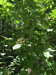 Viburnum sieboldii