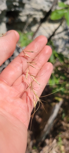 Image of Elymus svensonii by no rights reserved
