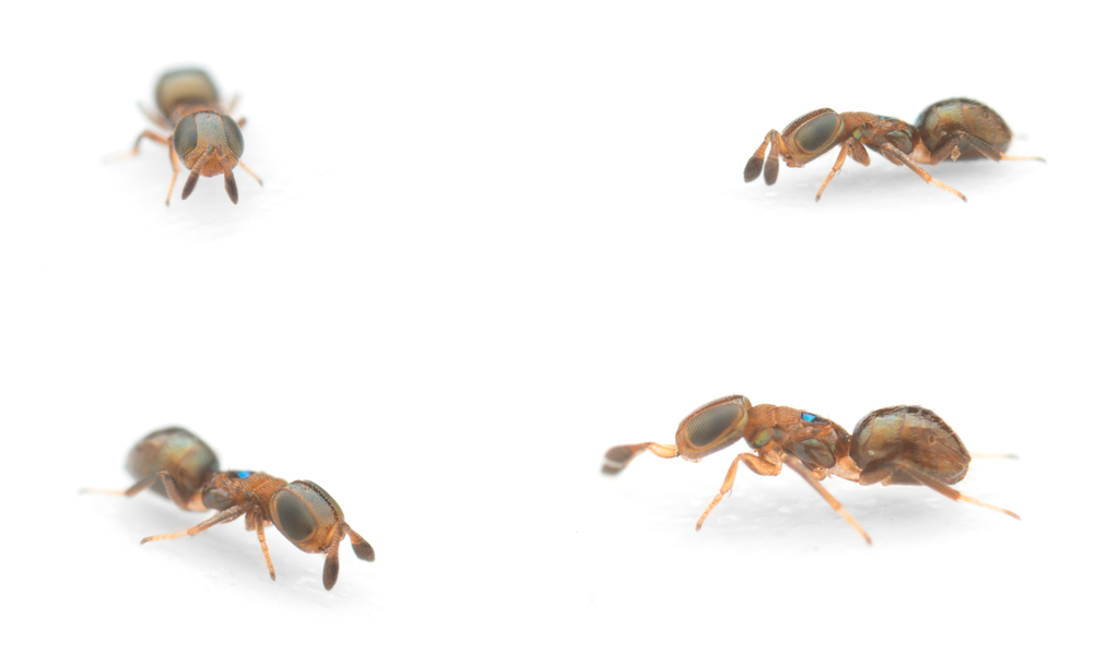 Parasitoid wasp