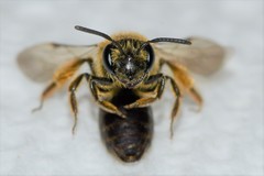 Andrena fenningeri