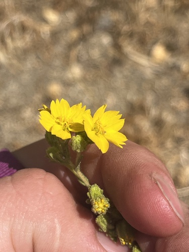 mojave tarplant (Deinandra mohavensis)
