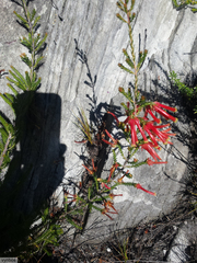 Erica discolor