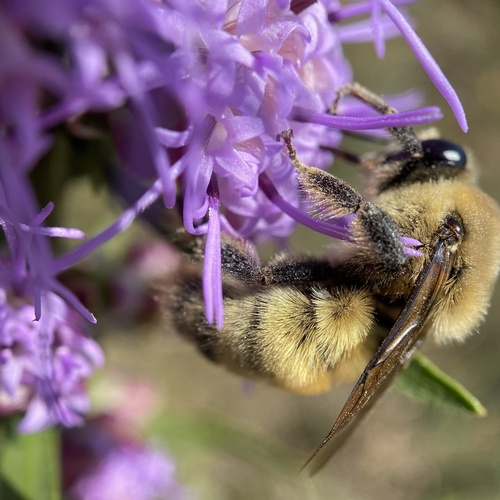 Nevada Bumble Bee (Bombus nevadensis), a species recorded in Oregon