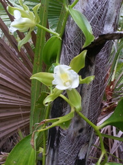 Vanilla guianensis