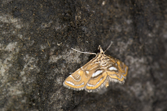 Paracymoriza cataclystalis