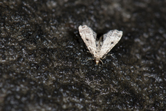 Sufetula