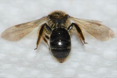 Andrena fenningeri