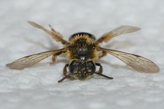 Andrena fenningeri