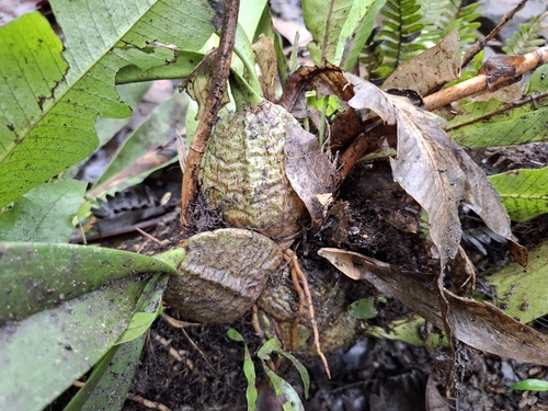 Rossioglossum ampliatum, 2024-08-24