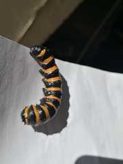 Holocerina smilax