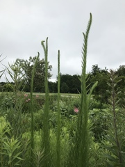 Liatris pycnostachya