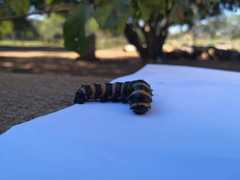 Holocerina smilax