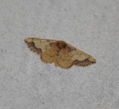 Idaea kendallaria