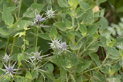 Eryngium hookeri