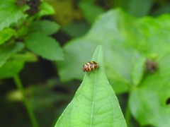 Cryptocephalus trifasciatus