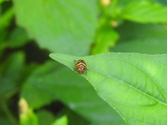Cryptocephalus trifasciatus