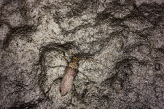 Stromatium longicorne