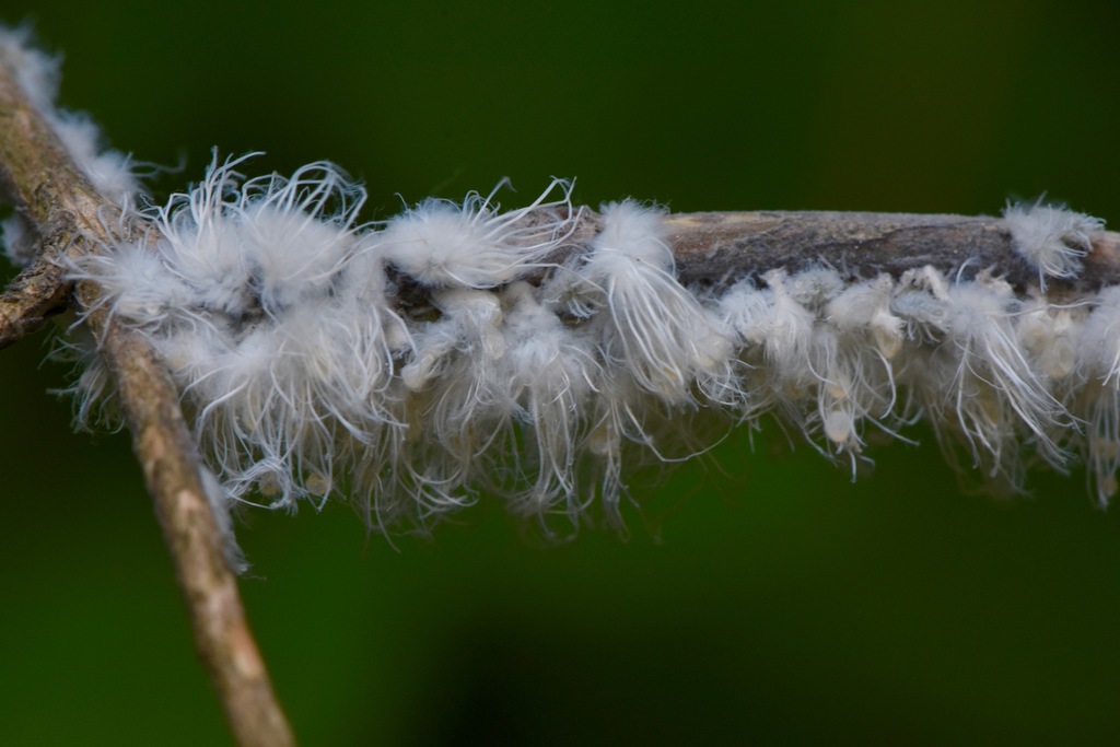 Eurasian Woolly Honeysuckle Aphid