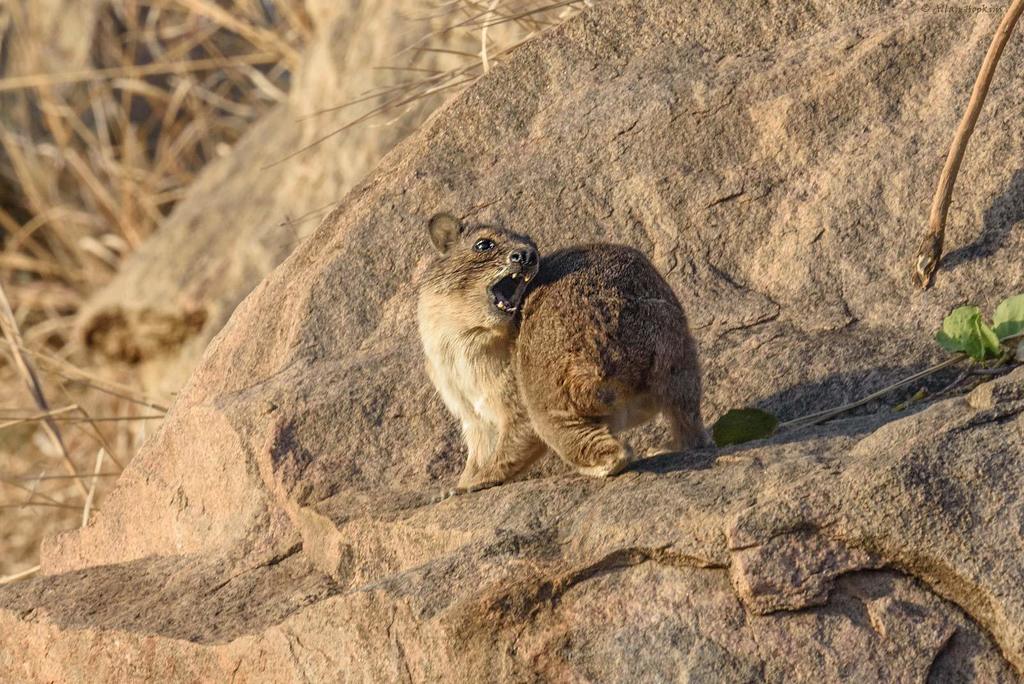 Bush Hyraxes (Heterohyrax) - Know Your Mammals