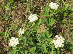 Peucedanum japonicum