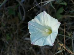 Calystegia subacaulis