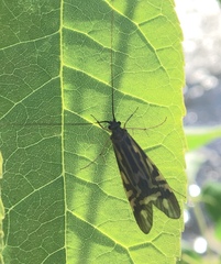 Macrostemum zebratum