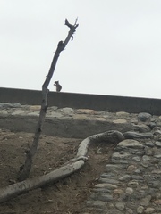 Otospermophilus beecheyi