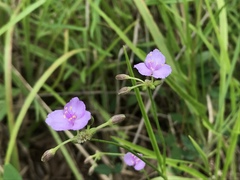 Callisia rosea