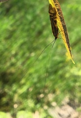 Macrostemum zebratum