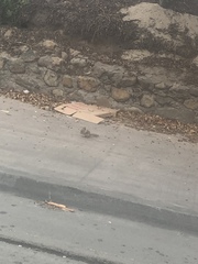 Otospermophilus beecheyi