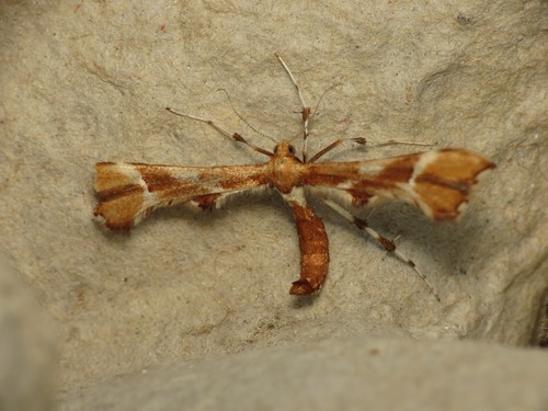 Rose Plume Moth photo 2