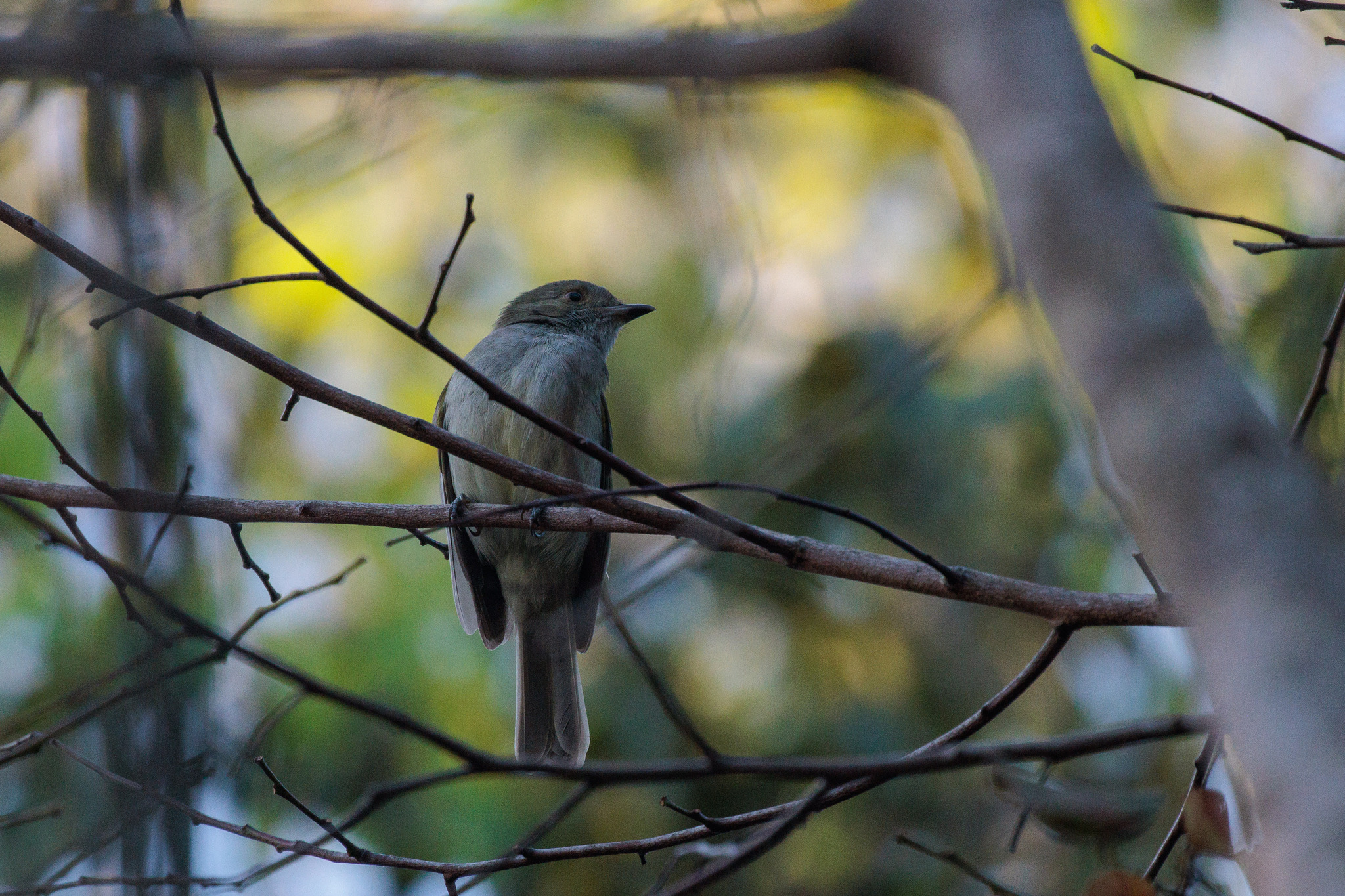 Pale-bellied Tyrant-Manakin (Neopelma pallescens), photo 2