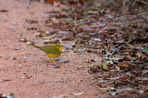 Flavescent Warbler (Myiothlypis flaveola), photo 9