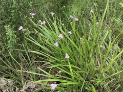 Callisia rosea