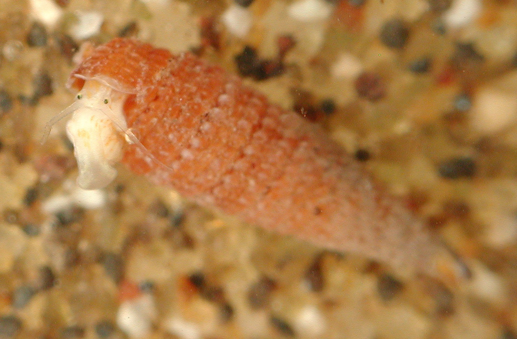 Triphora rufotincta