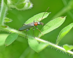 Oedemera croceicollis