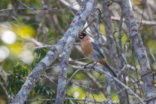 Cinnamon Tanager (Schistochlamys ruficapillus), photo 9