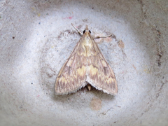 Ostrinia nubilalis