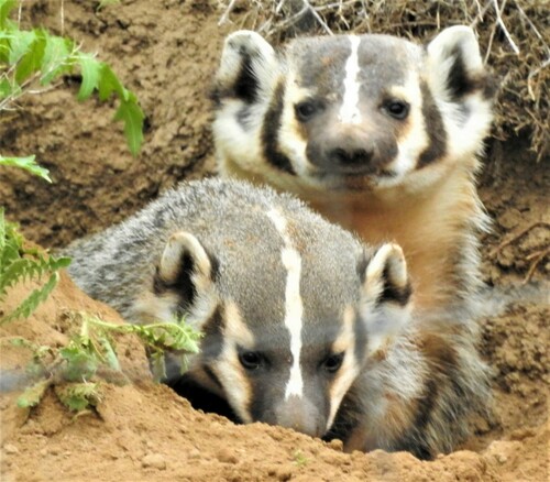 American Badger photographed in Washington