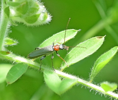 Oedemera croceicollis