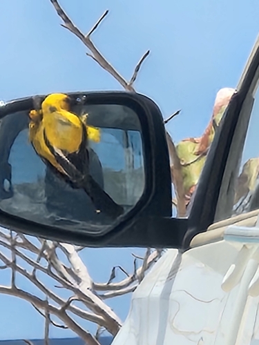 Yellow Oriole (Icterus nigrogularis), photo 10