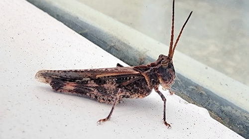 Caudell's Long-horned Grasshopper photo 2