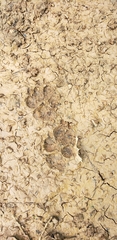 Canis familiaris