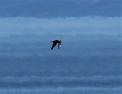 Stercorarius parasiticus